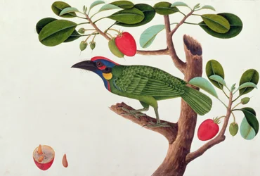 Exotischer Vogel, aus Zeichnungen von Vögeln aus Malakka, ca. 1805-18